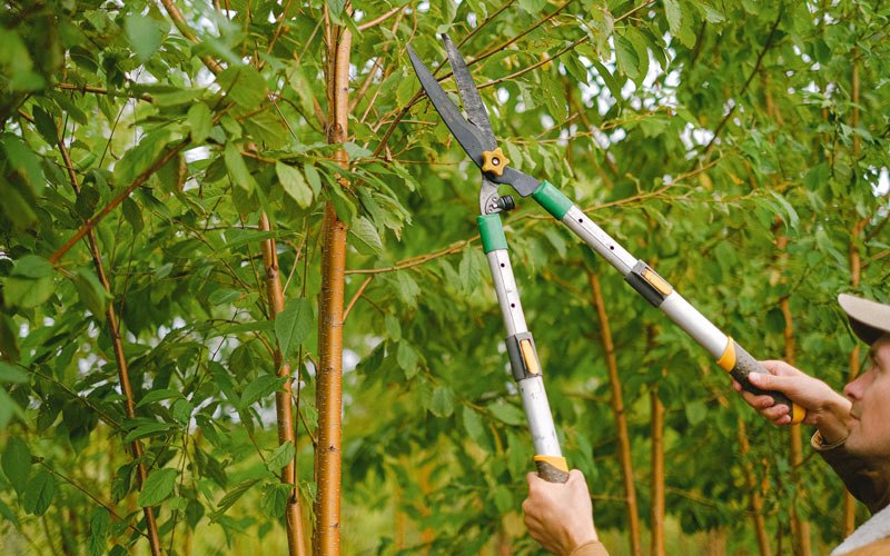 Tree trimming in Java Center, NY